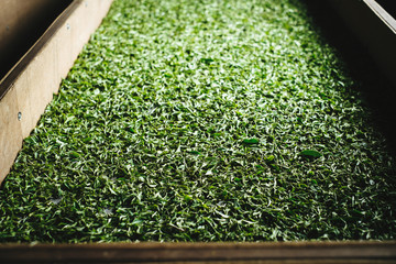 Withering tea leaves