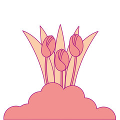 beautiful roses cultivated icon vector illustration design