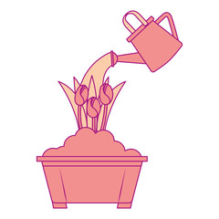 beautiful roses cultivated in pot with sprinkler vector illustration design