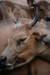 Fototapeta premium Cows