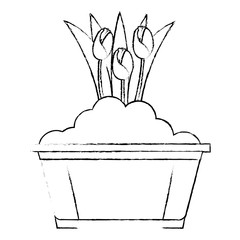 beautiful roses cultivated in pot vector illustration design