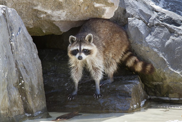 North American raccoon (Procyon lotor) near their den in rocks, Panama City Beach, Florida, USA © Ivan Kuzmin