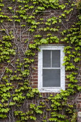 Fototapeta na wymiar Ivy Covered Window