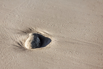 Peeble of dead coral