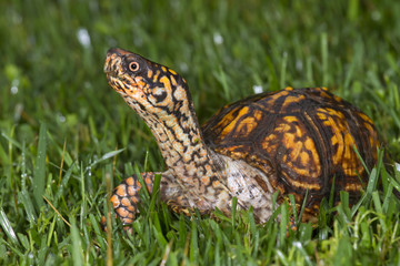 Estern box turtle (Terrapene carolina) in a lawn (Georgia, USA).