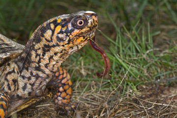Estern box turtle (Terrapene carolina) eating an earthworm (Georgia, USA).