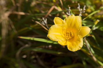 Yellow Isolated Flower