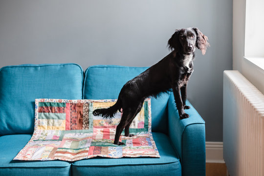 Adorable young dog sits on a patchwork quilt