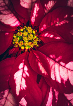 poinsettia