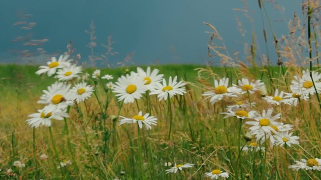 Summer forb meadow before thunderstorm. Bright field daisies (wild camomile) and grass swaying in background dark stormy sky, prethunderstorm sky, preceding storm, prestorm environment
