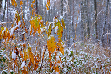 The first snow