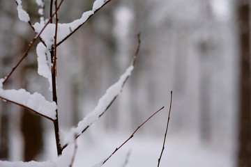 Frosty tree branch with snow in winter forest