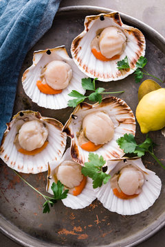 Fresh,raw scallops in shell on metal tray,ready to be prepared for cooking.