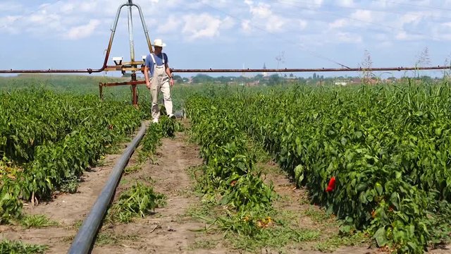 Farmer in a field of peppers during typhon irrigation.