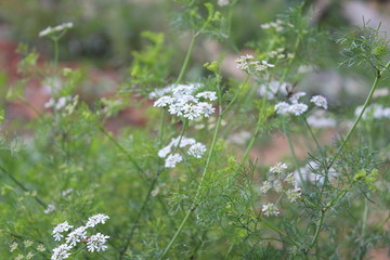 As flores do tempero