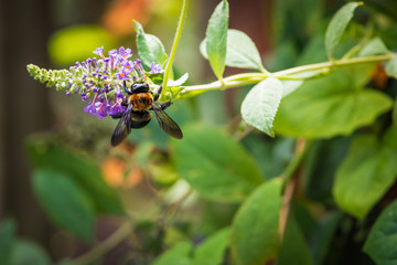 A bee on a purple flower