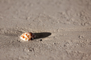 Seashell on the sand