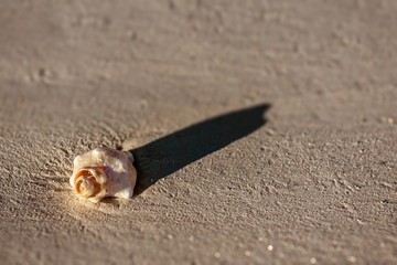 Seashell on the sand