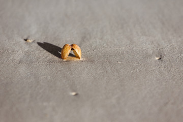 Seashell on the sand