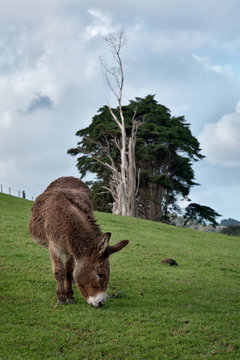 Donkey in a Field