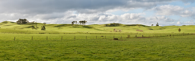 Farm in New Zealand - obrazy, fototapety, plakaty