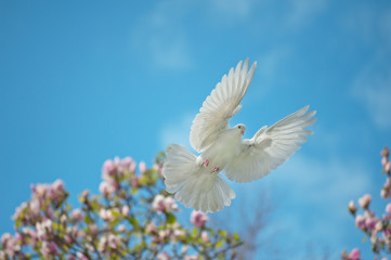 Flying Dove