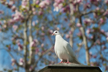 Dove