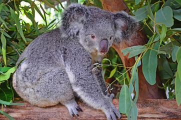 Koala in eucalyptus tree