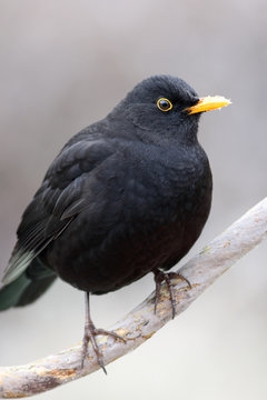 Male blackbird