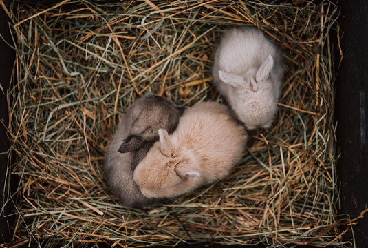 baby bunnies
