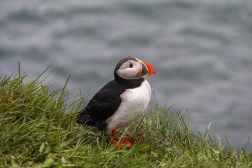 Puffin overlooking cliff 5