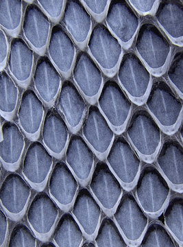 Closeup in the patterns of a shed snake skin snakeskin, color-inverted