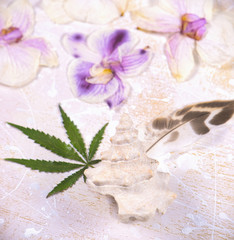 Cannabis leaves, shells and dried pink orquid petals isolated over white background