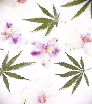 Cannabis leaves and dried pink orquid petals isolated over white background