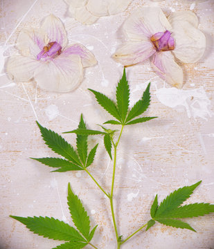Cannabis leaves and dried pink orquid petals isolated over white background