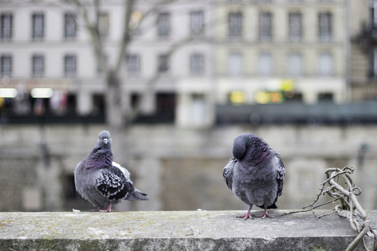 Pigeons In Paris