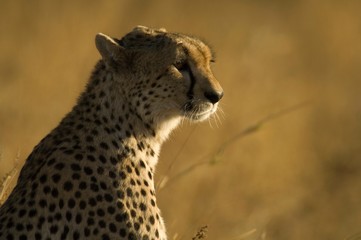 Africa, East Africa, cheetah in grassland