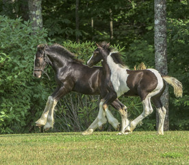 Obraz na płótnie Canvas Gypsy Vanner Horse weanling foals run and play