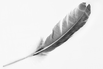 black feather on white background 