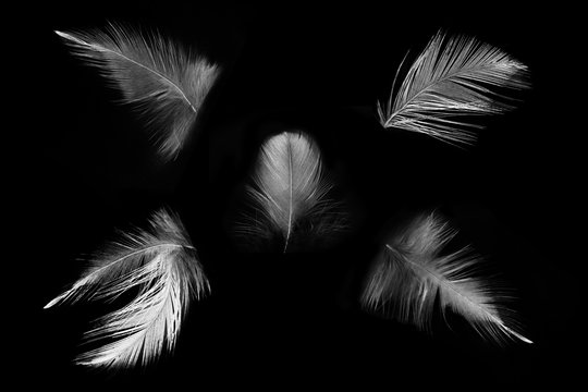 collection white feather on black background 