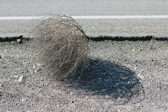 Tumbleweed along roadside, casting shadow