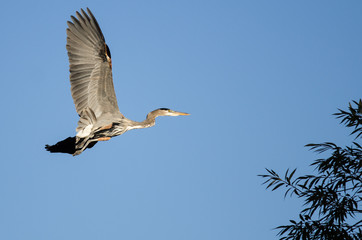 Great Blue Heron Flying in a Blue Sky