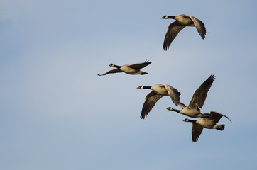 Obraz premium Five Canada Geese Flying in a Blue Sky