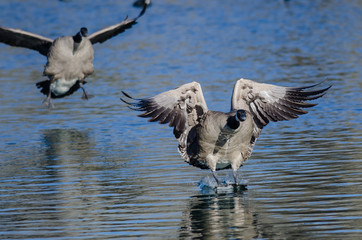 Canada Geese Landing On The Still Blue Pond Water