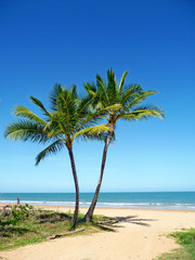 Naklejka na ściany i meble Palm Trees on Mission Beach
