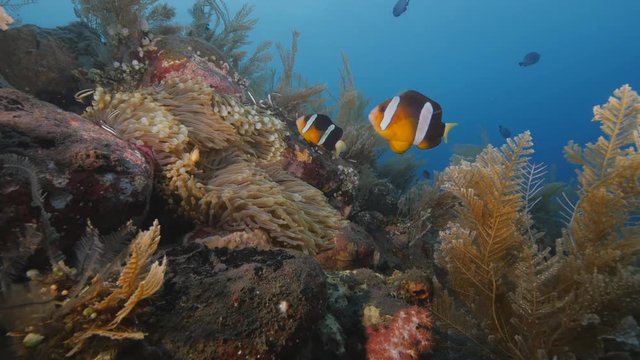 Clownfish near Tulamben wreck, Bali, Indonesia, Lock shot