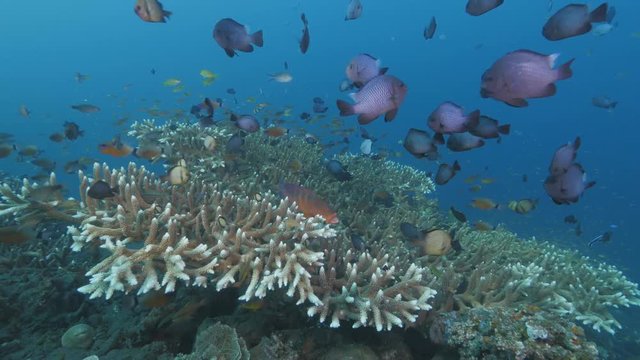 Table Coral with Schools of Fish near Tulamben wreck, Bali, Indonesia Lock shot, No camera movement
