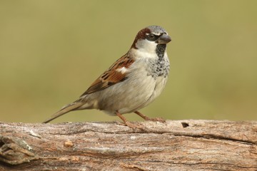 Male House Sparrow