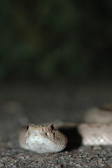 Atrox Portrait