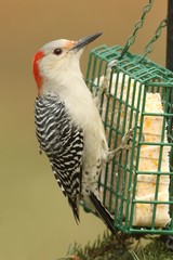 Woodpecker on a Feeder